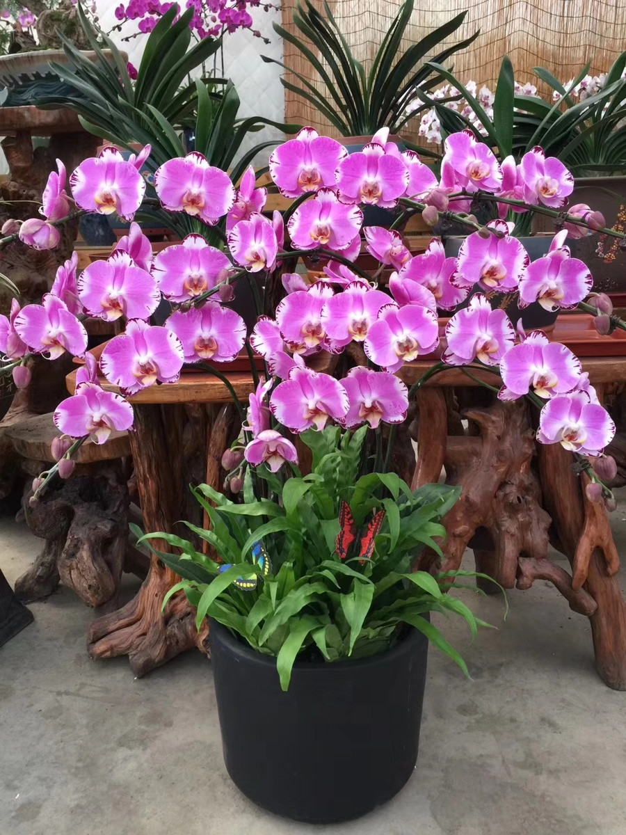 Customer photo of Phalaenopsis orchid
