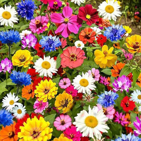 🔥Last day clearance💝Premium Cold-Hardy Mixed Perennial Seeds - Selected 40+ Fall Planting Mix
