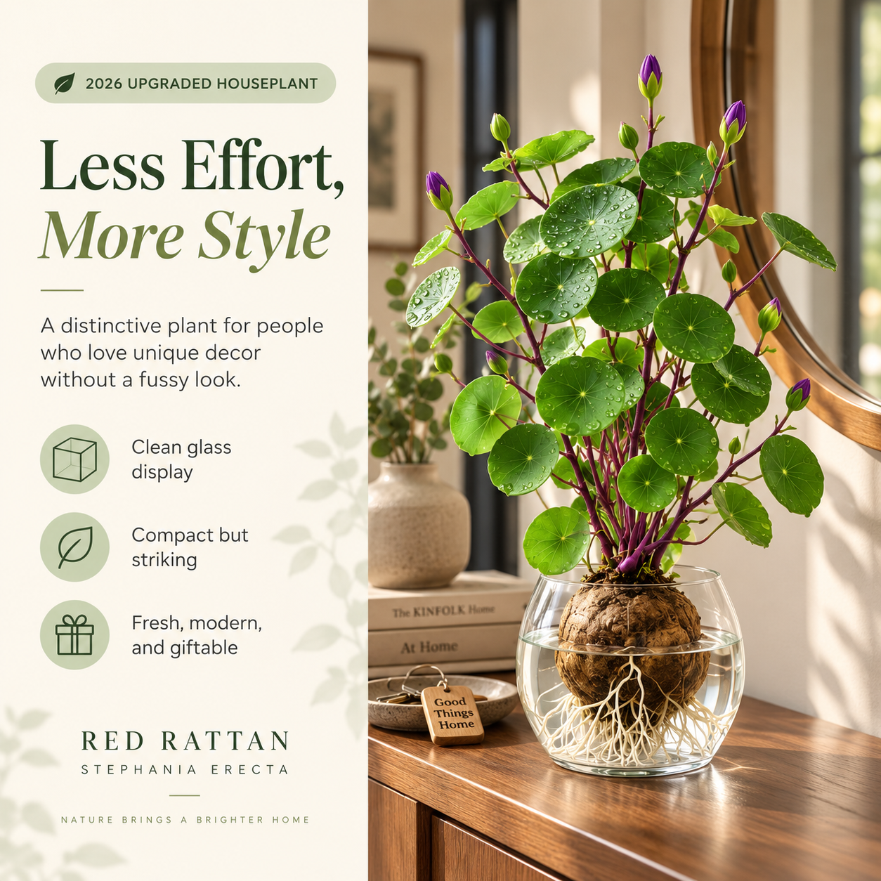 🎈🪴2026 New Upgraded Red Rattan Stephania Erecta – A Stronger, Easier Houseplant for Busy People 🌿