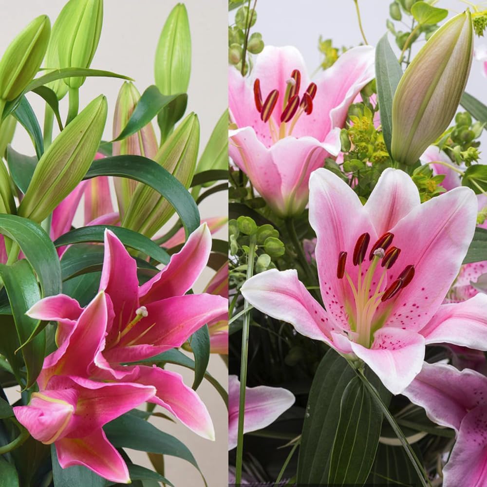 🎁2026 Must Plant☀️Rare Lily Bulbs🌸