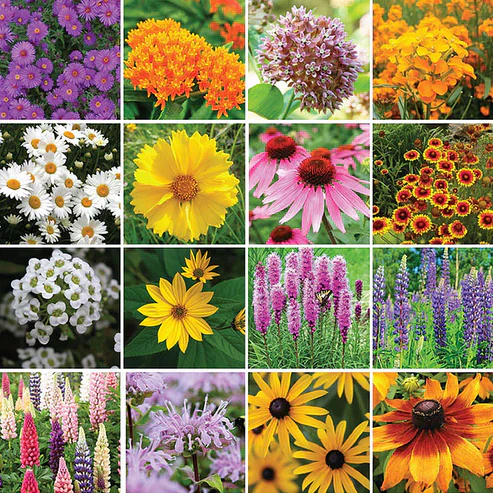 🔥Last day clearance💝Premium Cold-Hardy Mixed Perennial Seeds - Selected 40+ Fall Planting Mix