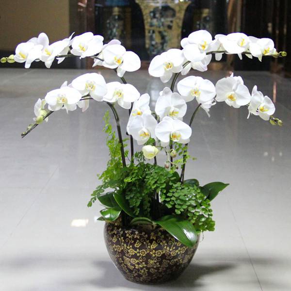 Customer photo of orchids in a bright room