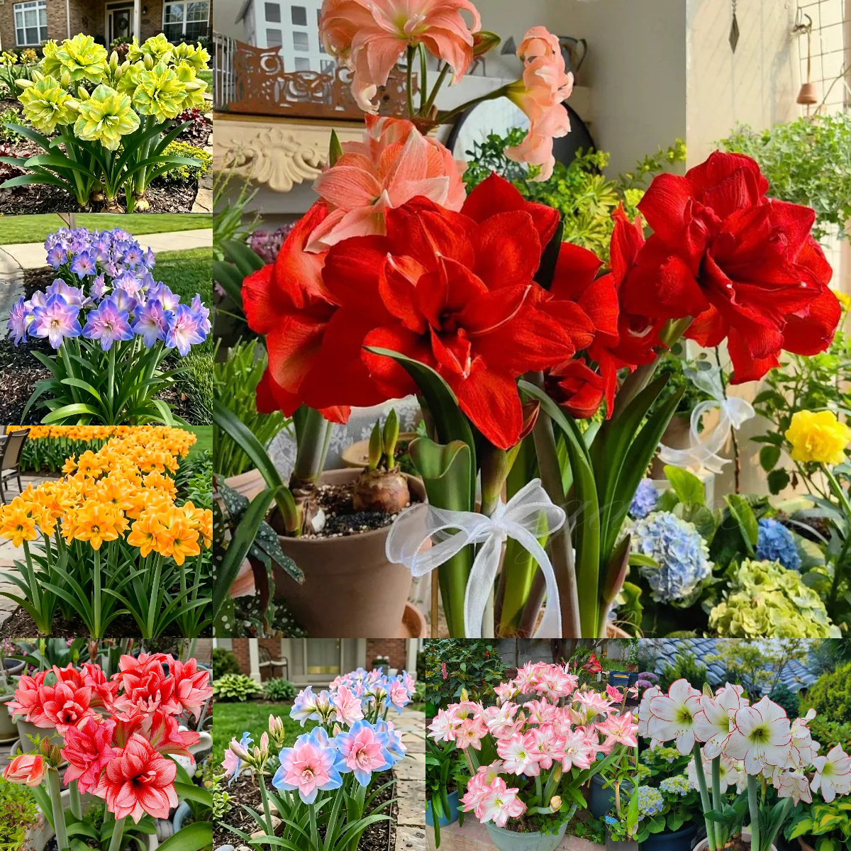 Double-Flowered Amaryllis Bulbs🌼