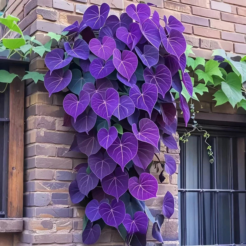 🌱Exotic Rare Leaf Seeds🏡Transform Your Garden into a Masterpiece