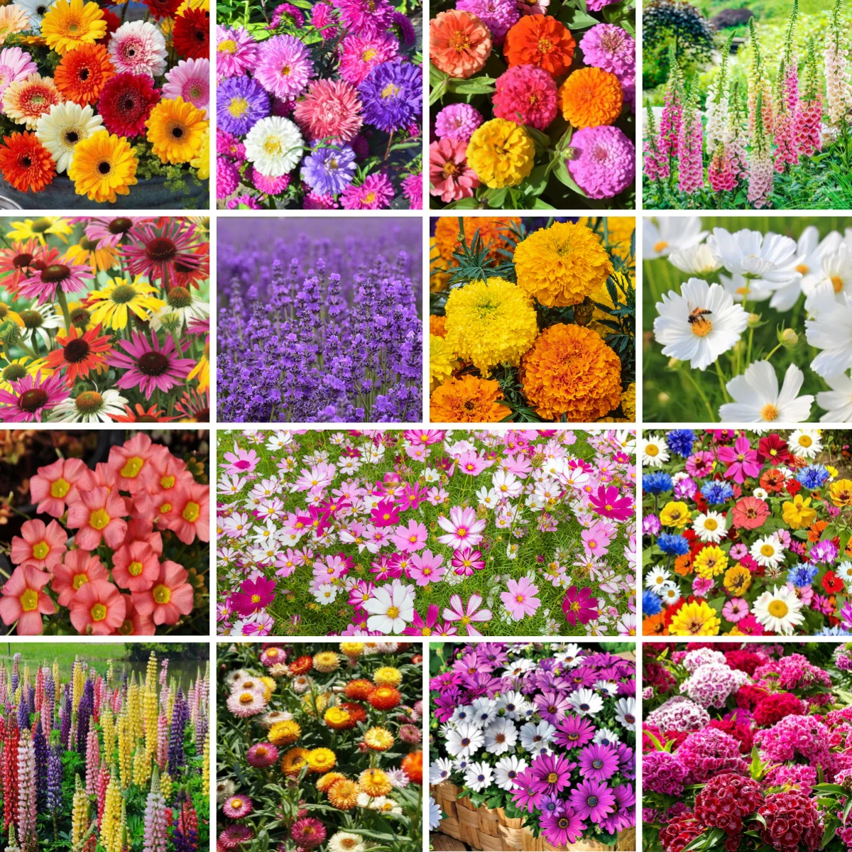 🔥Hot Sale🎉Mixed Perennial Wild Flowers Seeds（Over 60 kinds mixed）