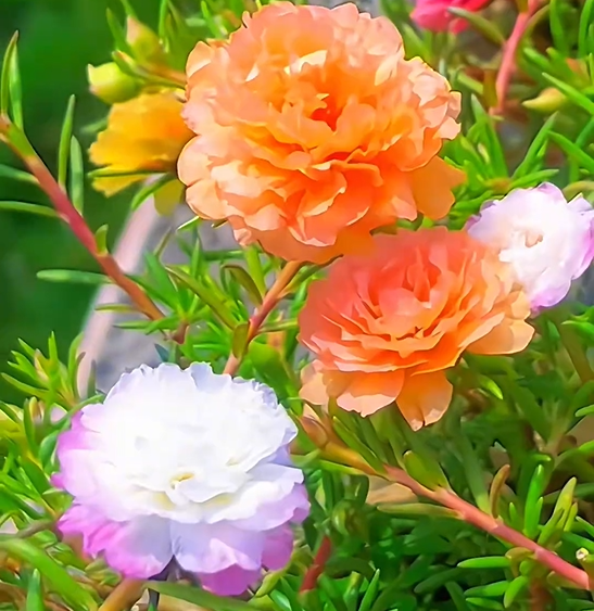 10000 Pcs Muti-color double petal sunflower seeds