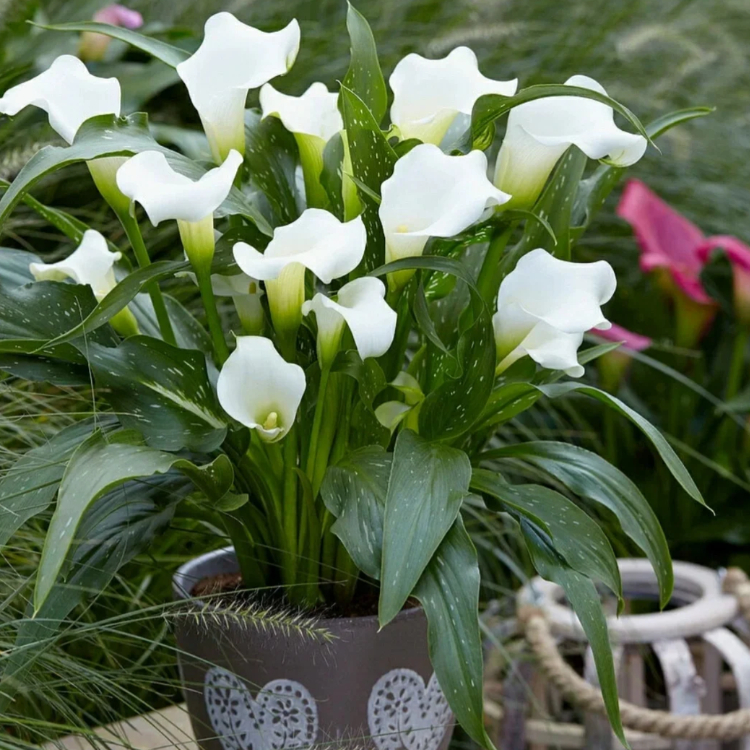 Calla Lily Bulbs – The Magical Bloom That Never Fails