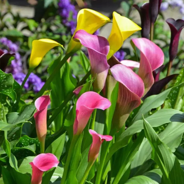 Calla Lily Bulbs – The Magical Bloom That Never Fails