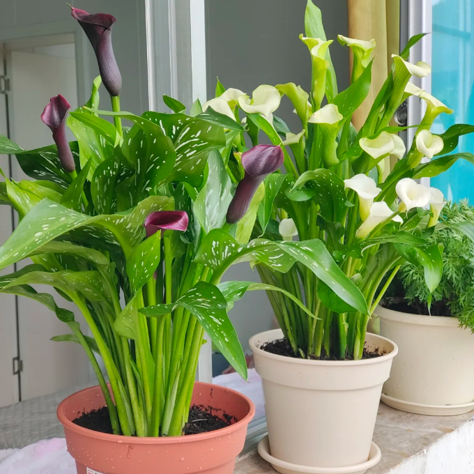 Calla Lily Bulbs – The Magical Bloom That Never Fails