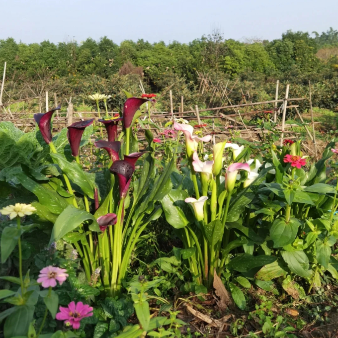Calla Lily Bulbs – The Magical Bloom That Never Fails