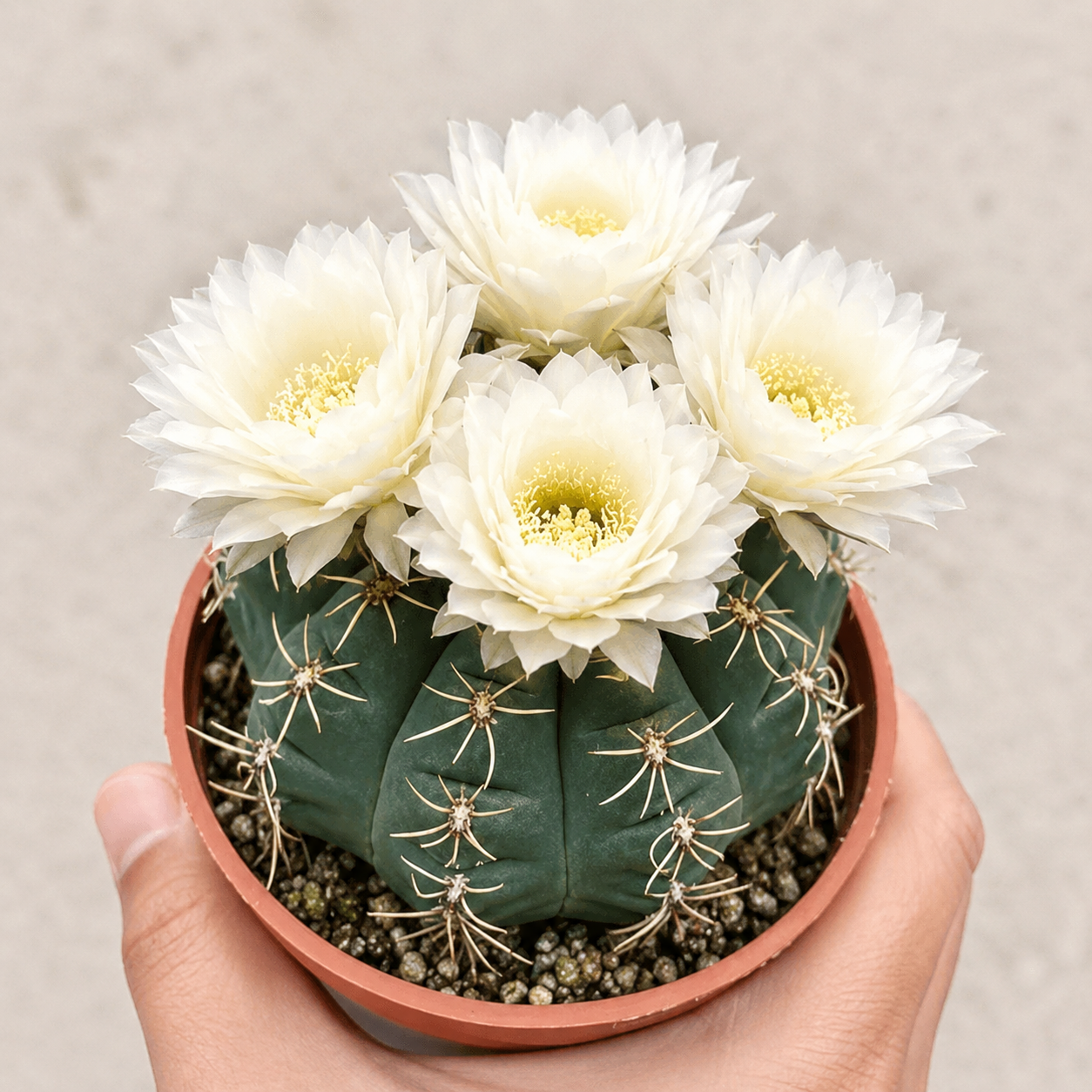 🌵Rare cactus bulb