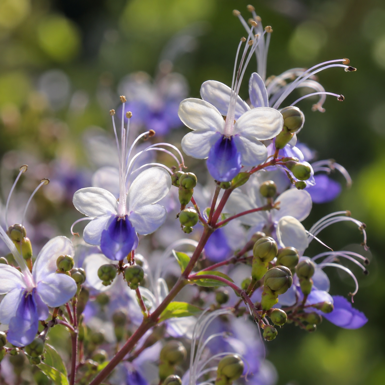 Premium Blue Butterfly Pea-Edible Summer Sowing Seeds