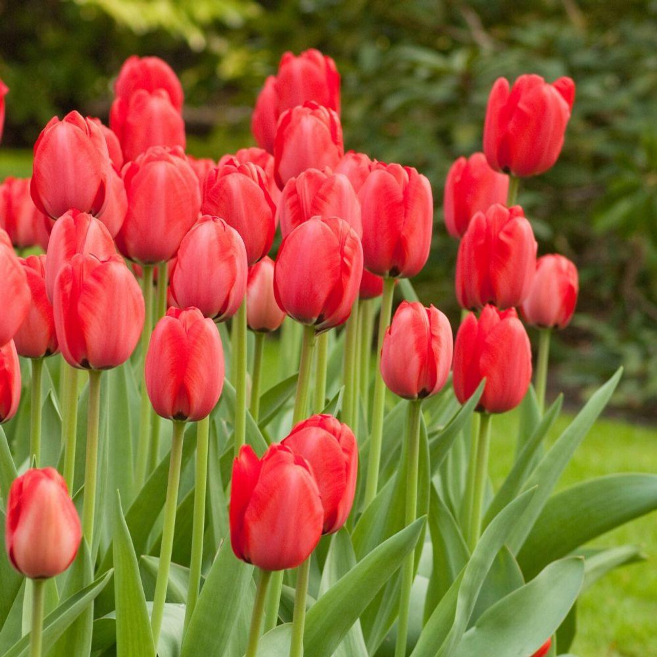 Red Impression Tulip Seeds