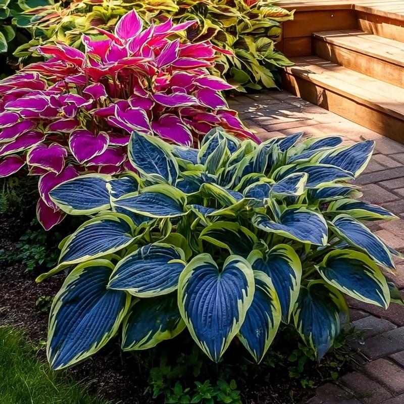 🎁2025 Special Offer🌿 Rare Hosta Flower Seeds