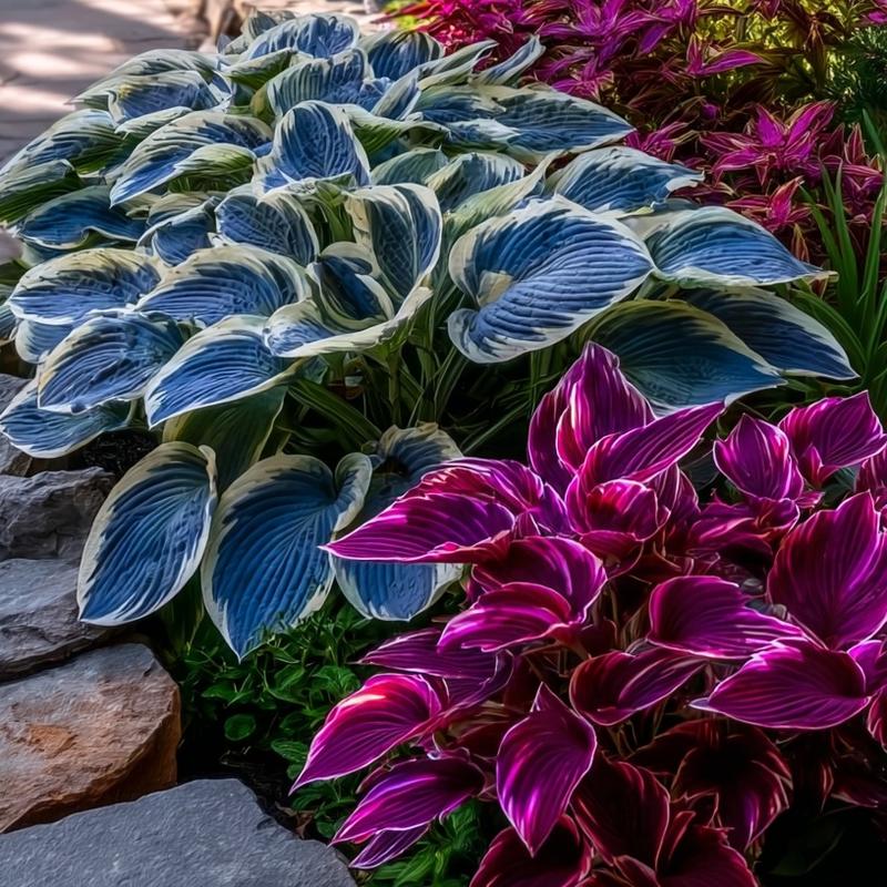 🎁2025 Special Offer🌿 Rare Hosta Flower Seeds