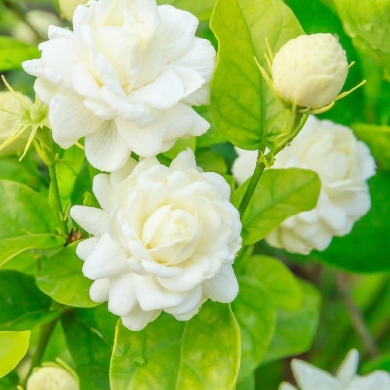 🌸 Potted Jasmine seeds– Easy Care,  Blooming All Year Round! 🌱