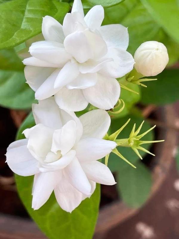 🌸 Potted Jasmine seeds– Easy Care,  Blooming All Year Round! 🌱