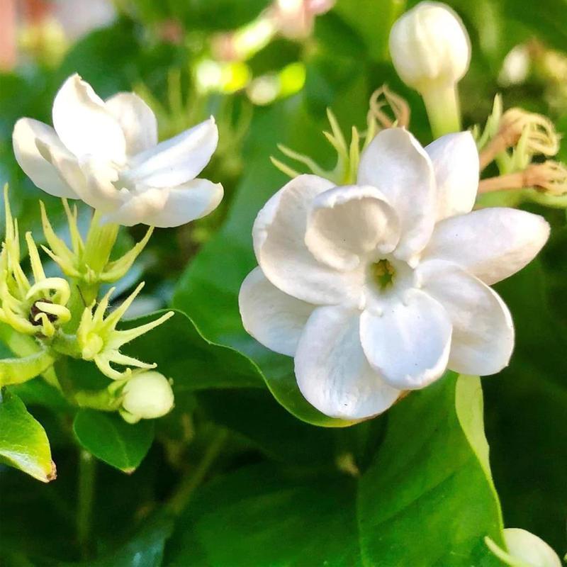 🌸 Potted Jasmine seeds– Easy Care,  Blooming All Year Round! 🌱