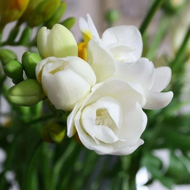 🌸 Potted Jasmine seeds– Easy Care,  Blooming All Year Round! 🌱