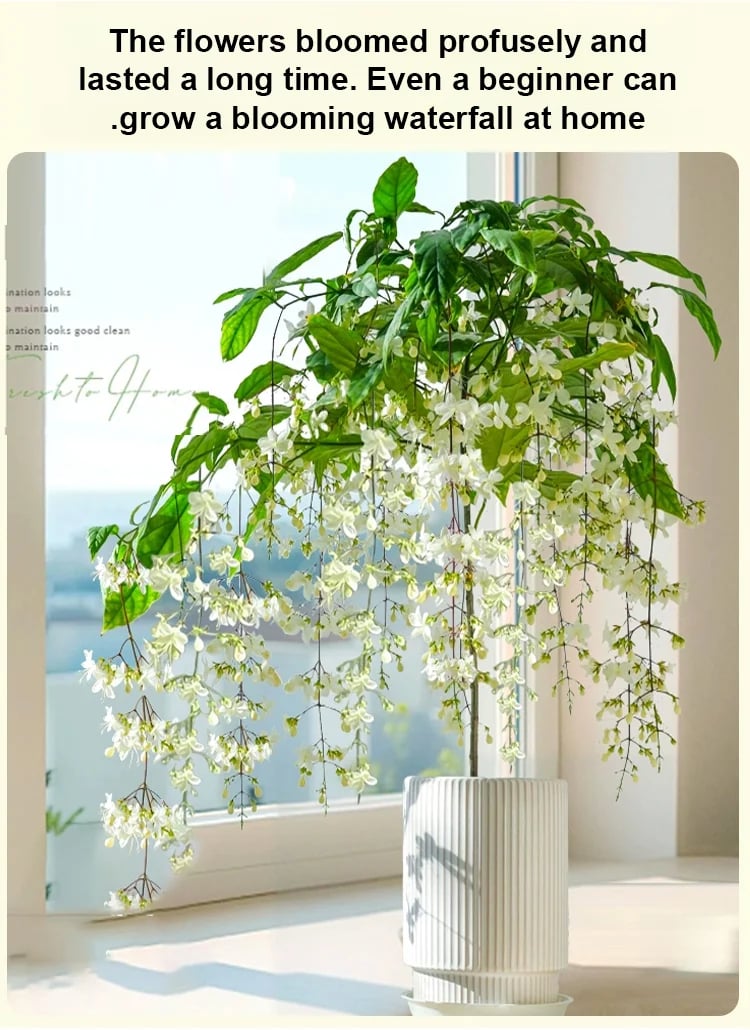 Richly Fragrant Weeping Jasmine Seeds