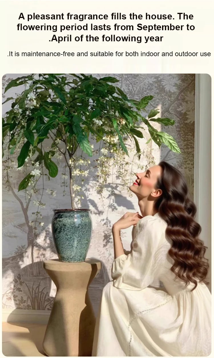 Richly Fragrant Weeping Jasmine Seeds