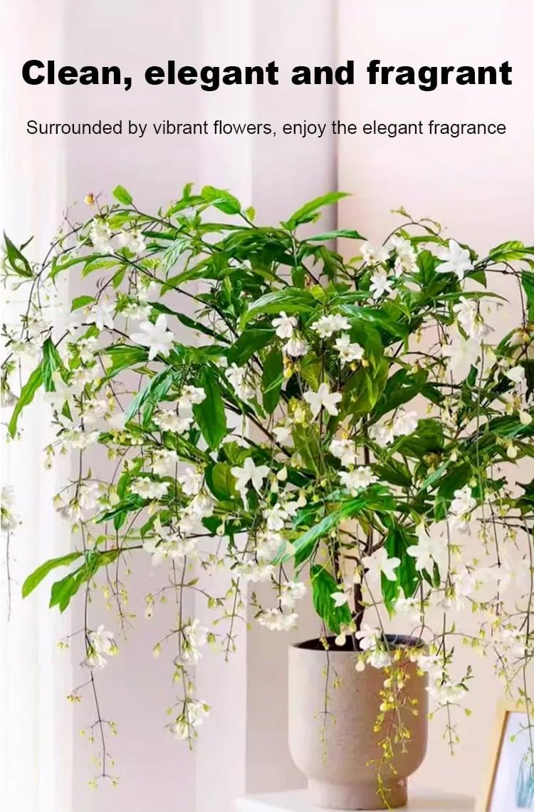 Richly Fragrant Weeping Jasmine Seeds