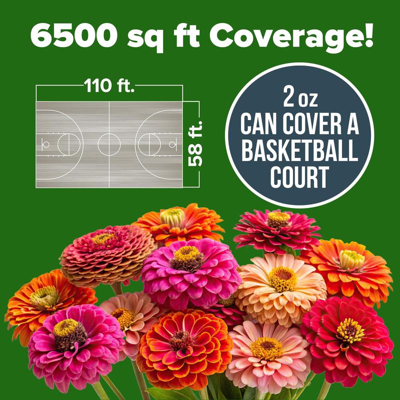 🎉😍Mixed Color Zinnias Flower Seeds-Your Garden's Colorful Oasis