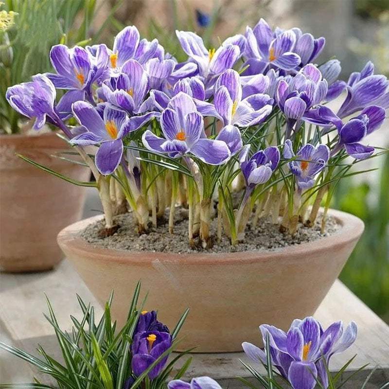 Saffron Crocus Bulbs -Crocus Sativus