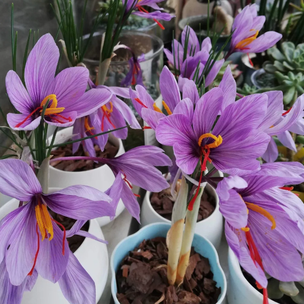 Saffron Crocus Bulbs -Crocus Sativus