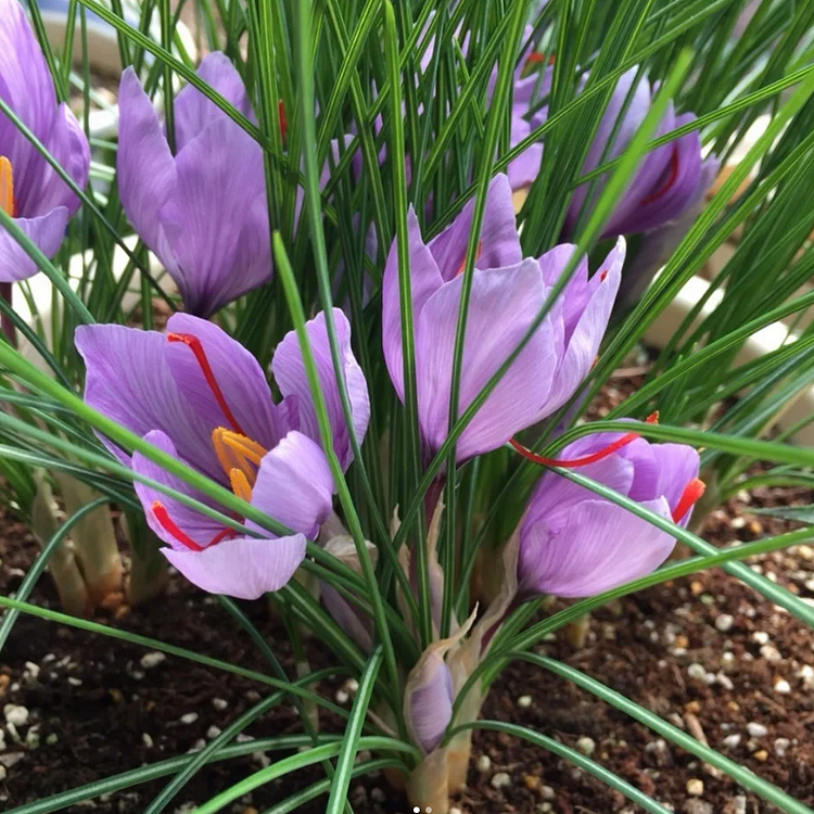Saffron Crocus Bulbs -Crocus Sativus