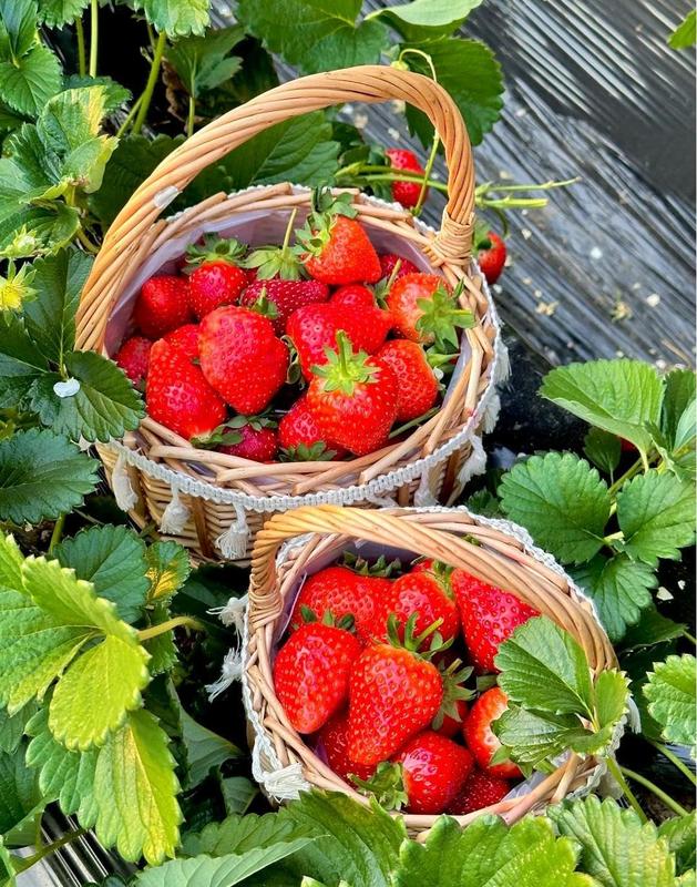 All-season Strawberry Fruit Seeds for Planting Home Garden Outdoo