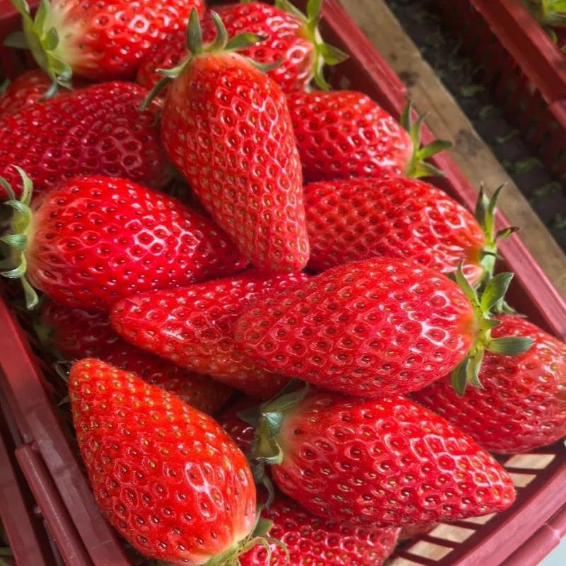 All-season Strawberry Fruit Seeds for Planting Home Garden Outdoo