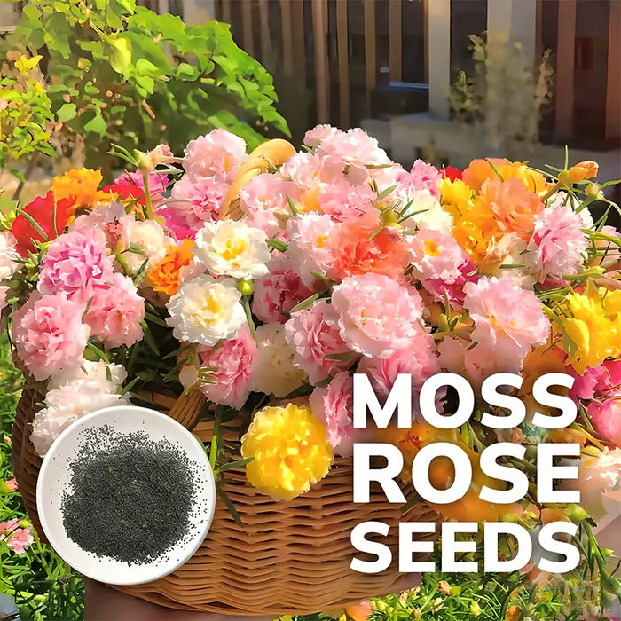 💫🌸BUY 1 GET 1 FREE | Moss Rose🌿Perennial Flower Seeds With Plant Growth Supplement