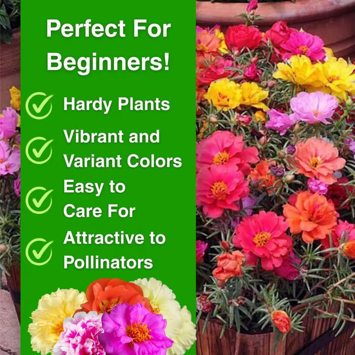 💫🌸BUY 1 GET 1 FREE | Moss Rose🌿Perennial Flower Seeds With Plant Growth Supplement