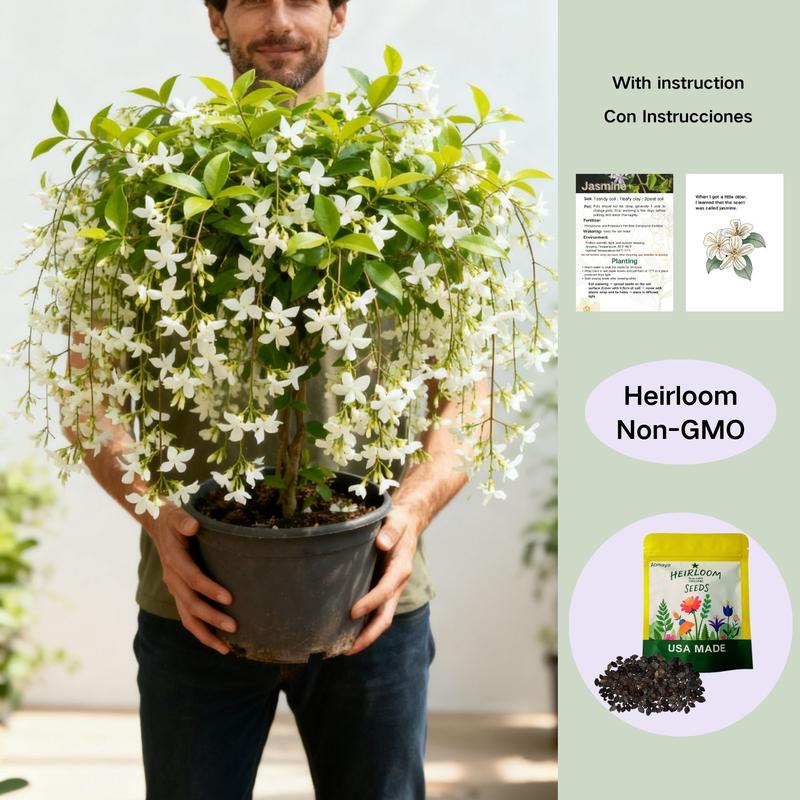 【BUY 3 GET 1 FREE】Trailing Jasmine Seeds Bridal Veil High Germination Rate Nodding Clerodendron Easy to Grow Long Lasting Aroma for Home Garden Fragrant Blooms Rare Cascading Jasmine Perfect for Balconies & Indoor Pots