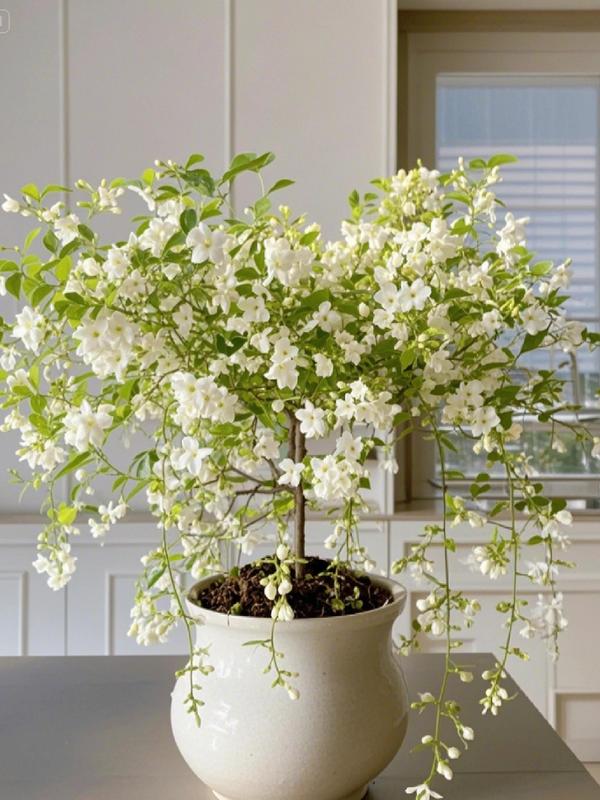 【BUY 3 GET 1 FREE】Trailing Jasmine Seeds Bridal Veil High Germination Rate Nodding Clerodendron Easy to Grow Long Lasting Aroma for Home Garden Fragrant Blooms Rare Cascading Jasmine Perfect for Balconies & Indoor Pots