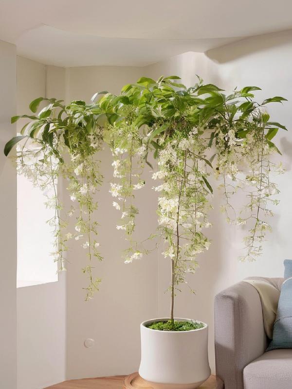 【BUY 3 GET 1 FREE】Trailing Jasmine Seeds Bridal Veil High Germination Rate Nodding Clerodendron Easy to Grow Long Lasting Aroma for Home Garden Fragrant Blooms Rare Cascading Jasmine Perfect for Balconies & Indoor Pots