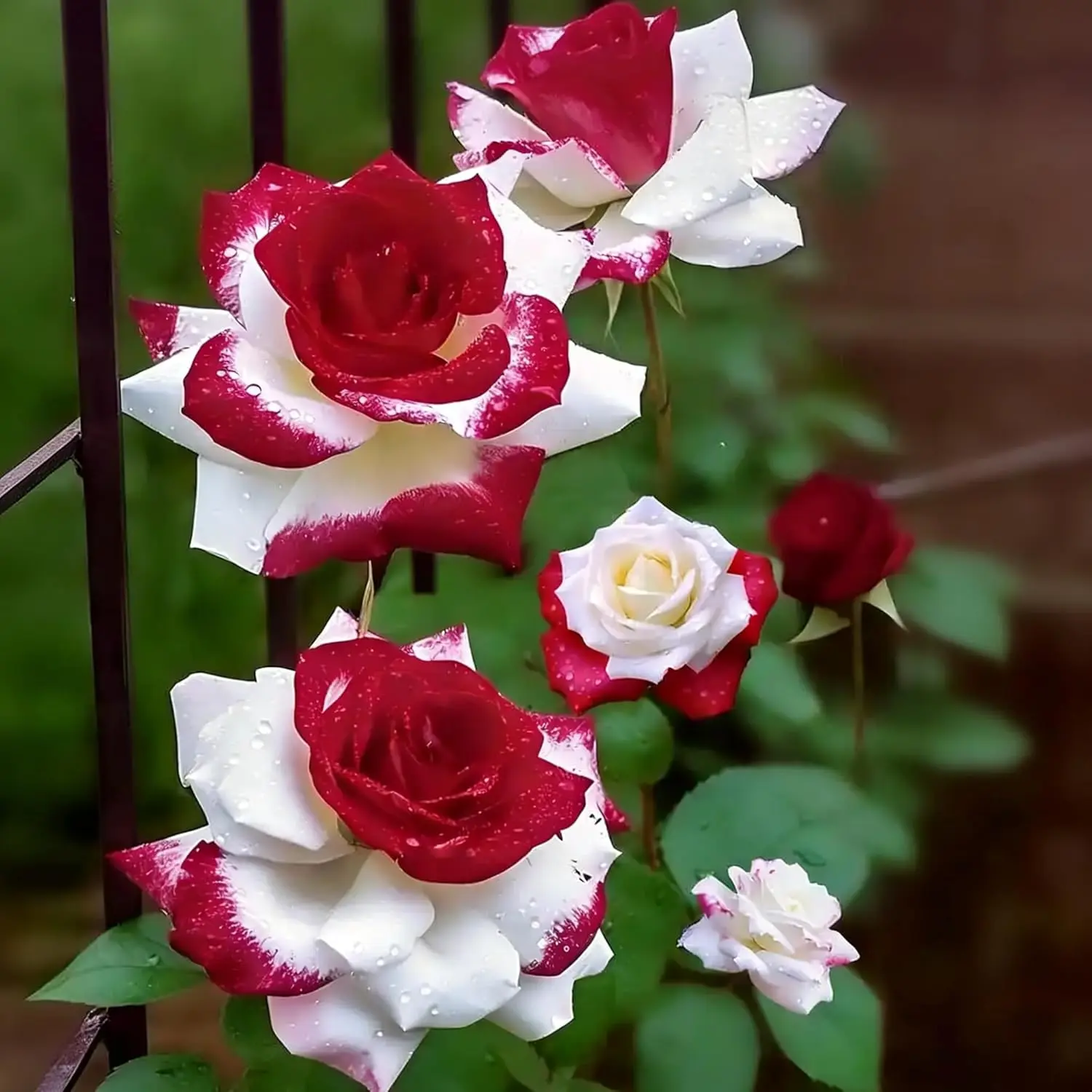 300Pcs Mix Colorful Rose Flower Seeds for Home Garden & Container Planting - Perennial Fragrant Flowers