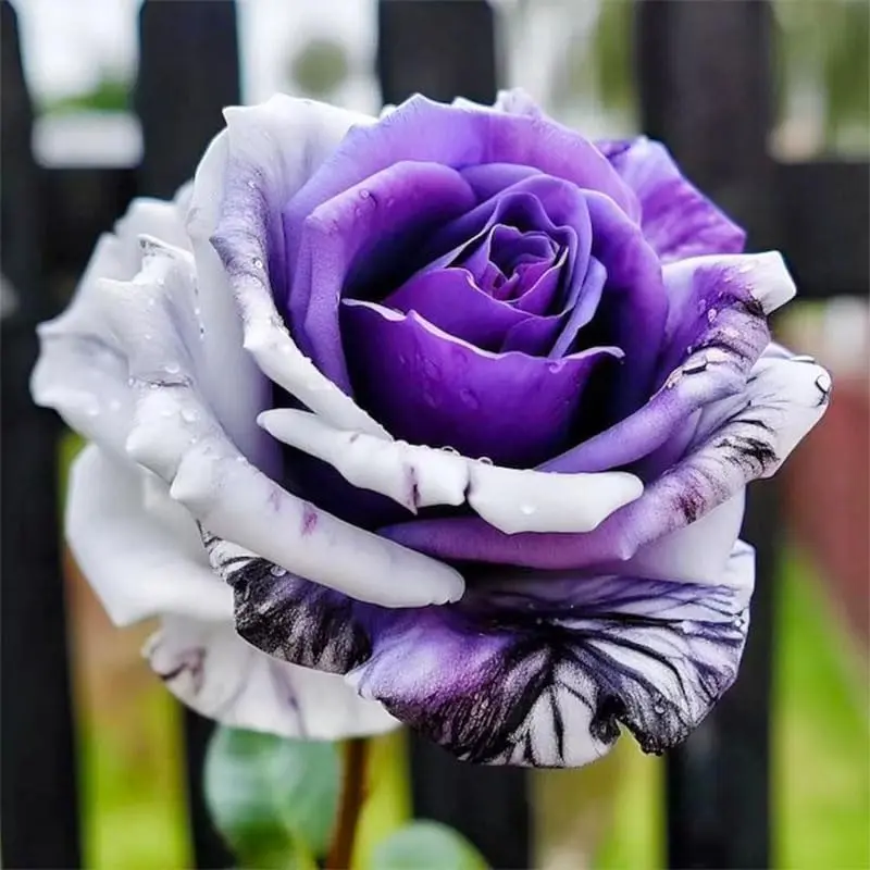 300Pcs Mix Colorful Rose Flower Seeds for Home Garden & Container Planting - Perennial Fragrant Flowers