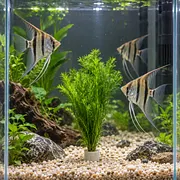 🌿 Emerald Feather Aquatic Grass – Easy-Grow Live Aquarium Plant 🐟