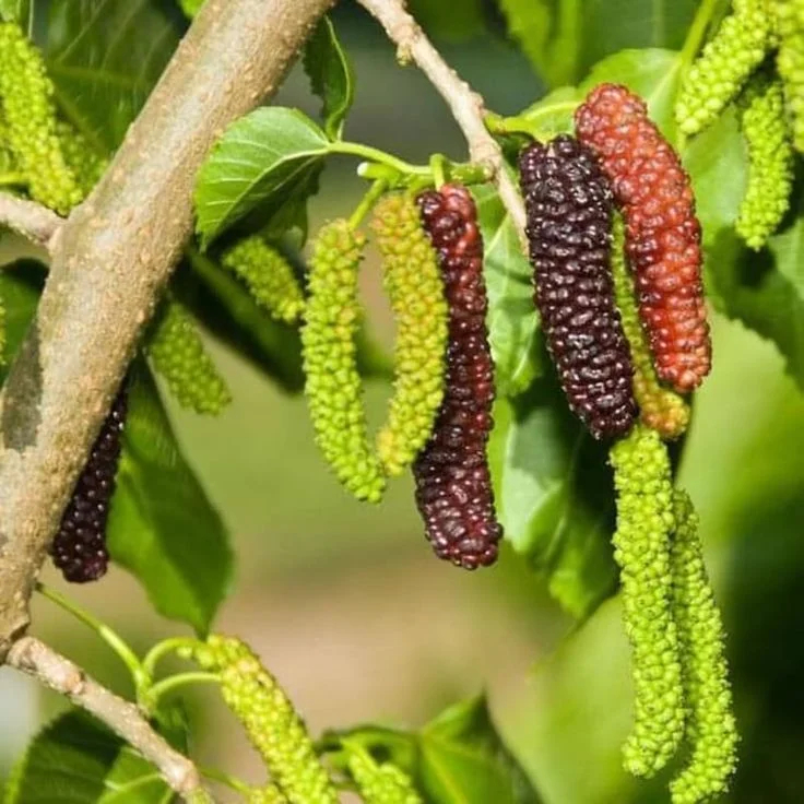 Four seasons long fruit mulberry seeds