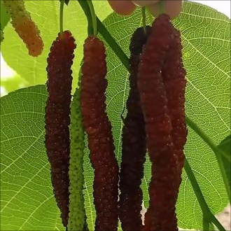 Four seasons long fruit mulberry seeds