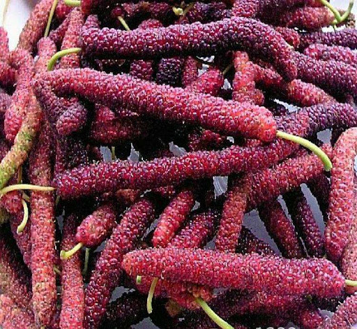 Four seasons long fruit mulberry seeds