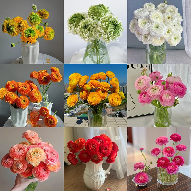 Multicolor Ranunculus Seeds