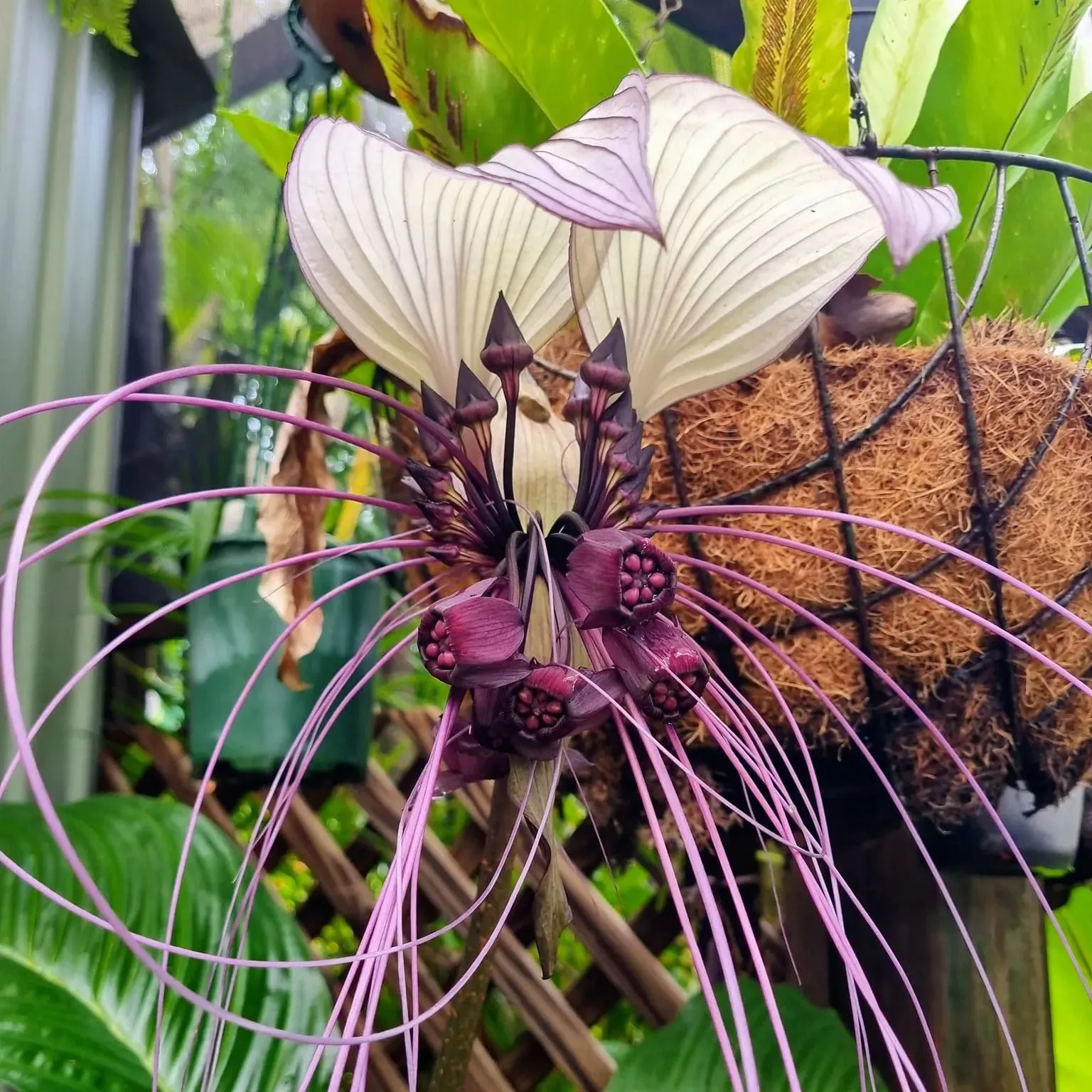Rare Exotic White Bat Flower