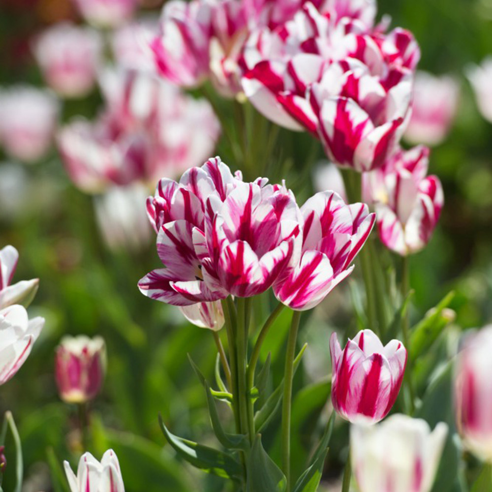 Flaming Club Tulip Seeds