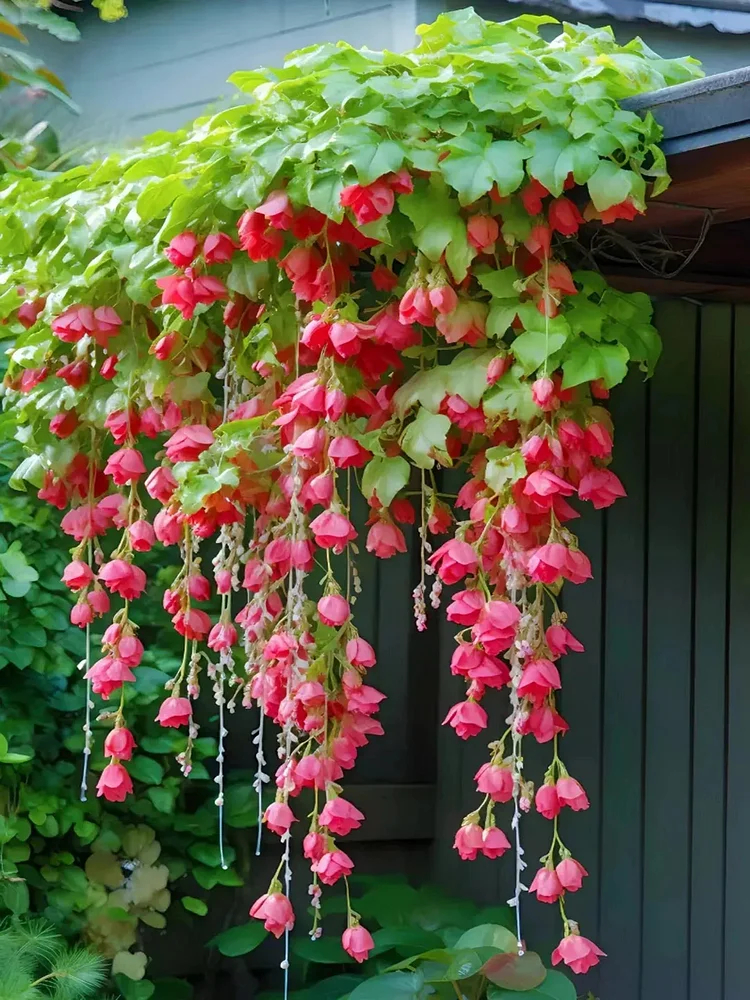 Weeping Begonia Seeds-Malus halliana