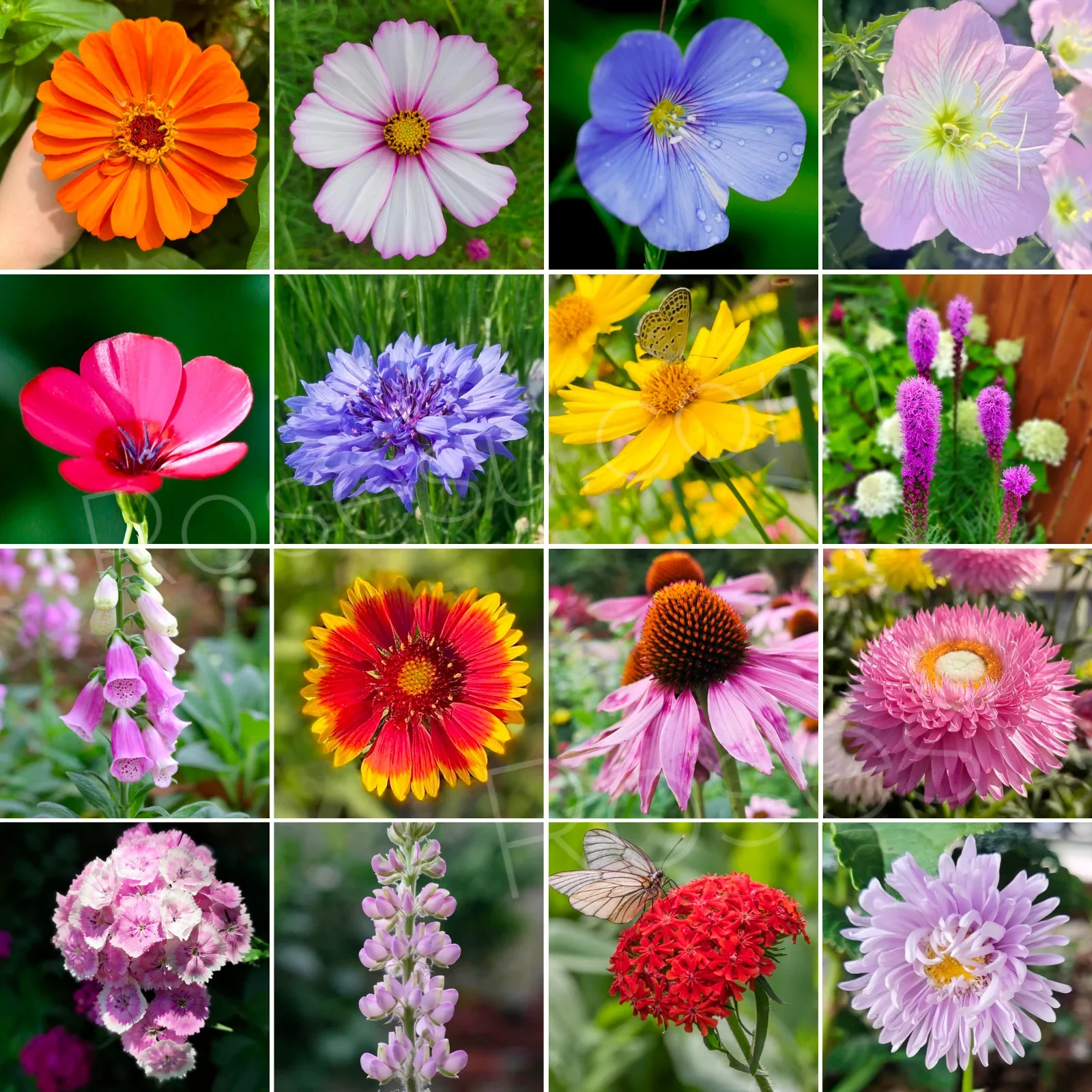 🔥Last day clearance💝Premium Cold-Hardy Mixed Perennial Seeds - Selected 40+ Fall Planting Mix