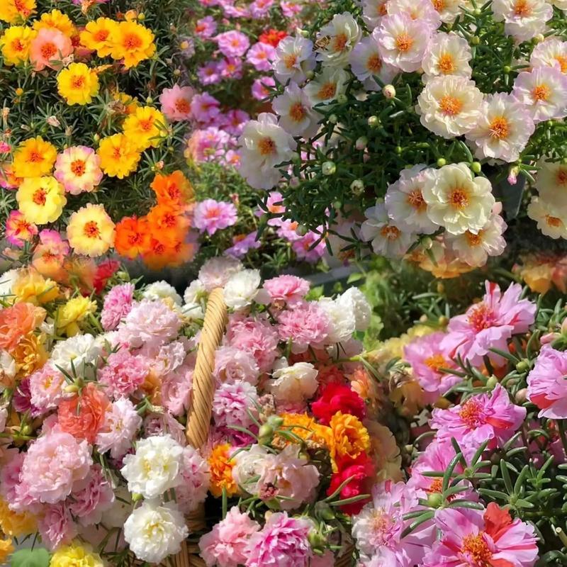 🌼Double Petal Moss Roses - Muti-Color Sunflower Seeds