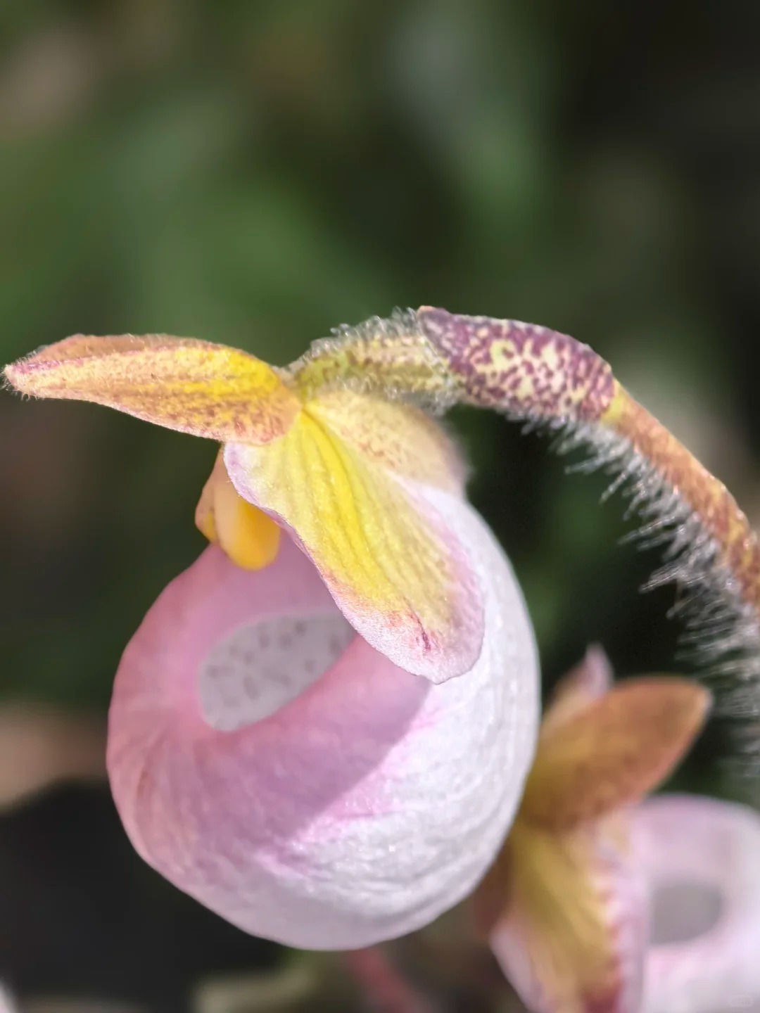 🌿 Bloom with Grace: Slipper Orchids – Nature’s Most Elegant Surprise 💕
